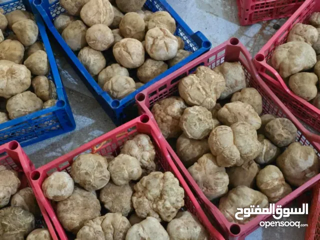 كمأة بيضاء وبنية (ترفاس) من الجزائر (مدينة المنيعة)