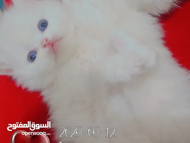 Available kittens for sale high quality breed Cats (Silver British breed & Scottish straight breed.)