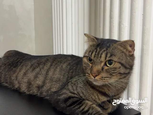 لقط ذكر -Scotch fold