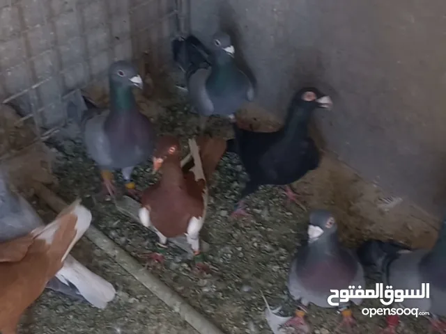 فرقت مداهمة فراخ دار 13 حبه