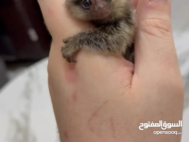 Marmoset Monkey