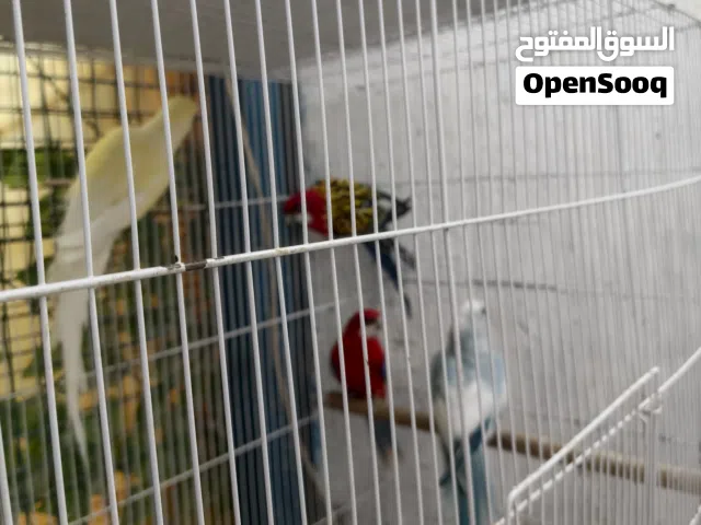 روزيلا ودرة