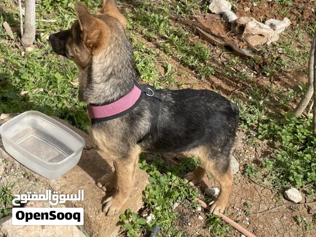 شبر جيرمان