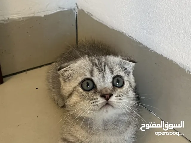 Scottish Fold