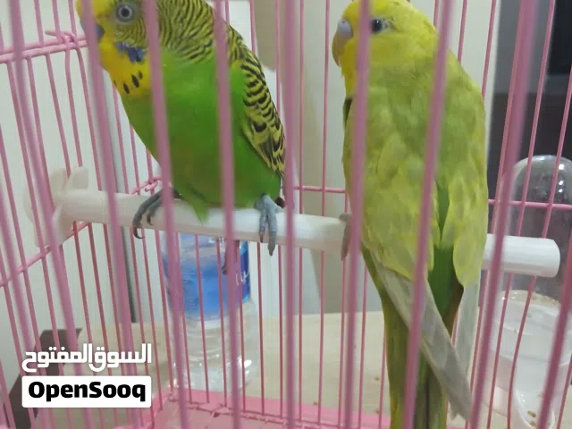 للبيع زوج عصافير بادجي مع القفص والأكل. الحالة: جيدة وصحة الطيور ممتازة. السعر: 10 دنانير بحرينية شا