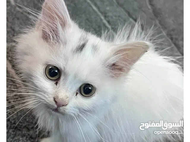 قط شيزاي ذكر مال بيت