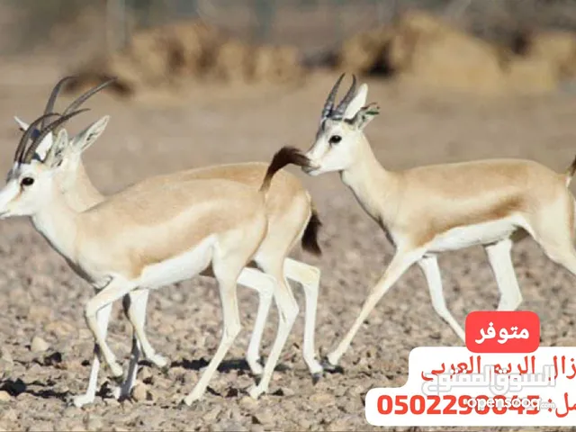 غزال الريم العربي الأصيل ( متوافر ازواج) وبصحة ممتازة جدا