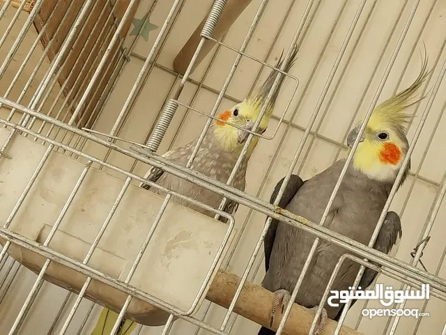 جوز كوكتيل وجوز حب مع فرخين اقرا الوصف