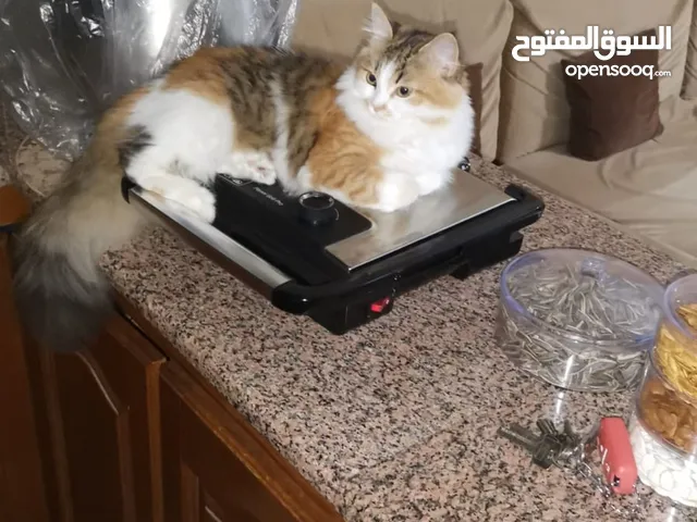 قط انثى شيرازي مكس مميزه ماخد جميع المطاعيم البيع بسعر المطعوم فقط
