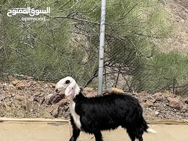 كبش نجدي بيور