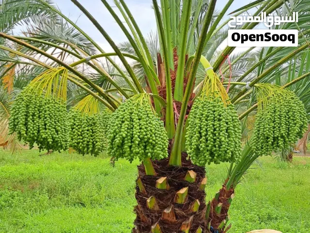 تنسيق حدائق وتنظيف وتكريب وتنظيف نخيل