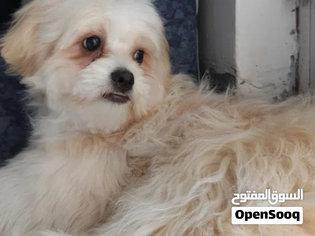 كلب ترير للبيع
