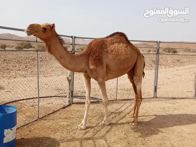 ناقه للبيع عمرها 6سنوات