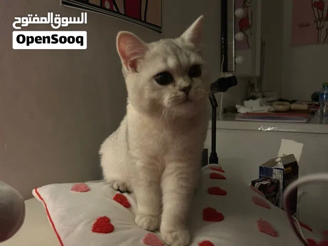 ابي قط بريتش نفس هل لون