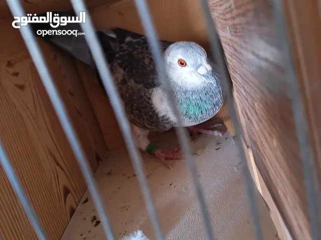 حمام زاجل طير انثي