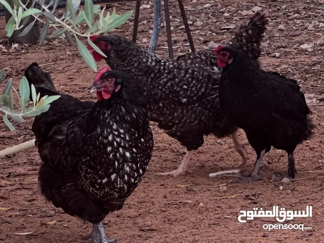 دجاج قدام عينك مشالله البيع جمله
