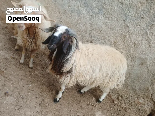 خرفان اثنين أضاحي
