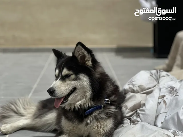 كلب هاسكي للبيع 150