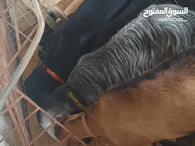 غنم شامي 3 عنزات وفحلهم وعنزة البيني وخلفتهم بسعر ممتاز