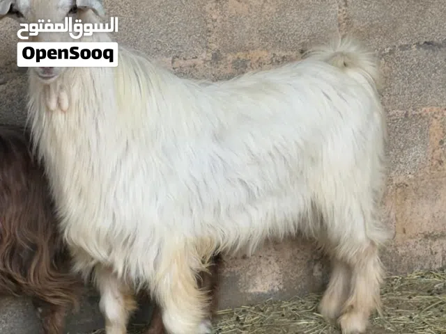 تيس فحل للبيع