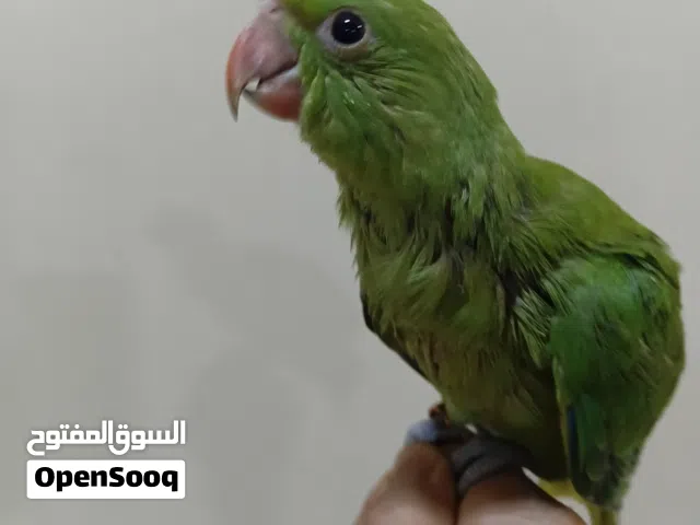 للبيع فرخ  متو أليف يقبل المسح ريش كامل