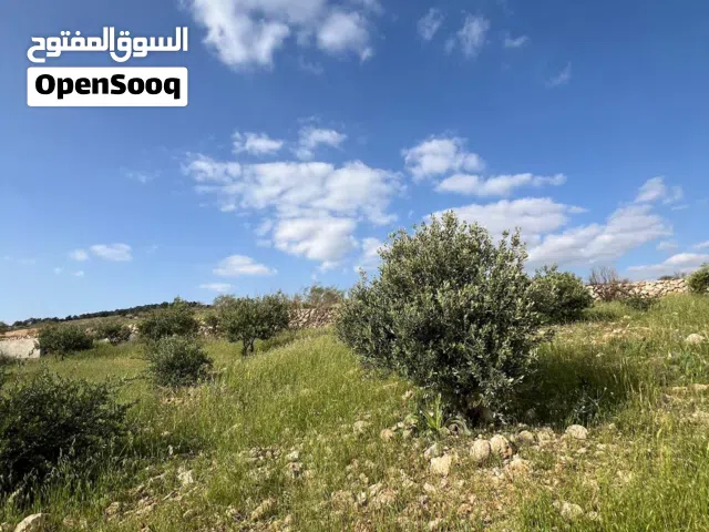 ارض للبيع في اجمل مناطق جرش النبي هود الرشايده خلف جامعه جرش مقابل جامعه البلقاء اطلاله بانوراما