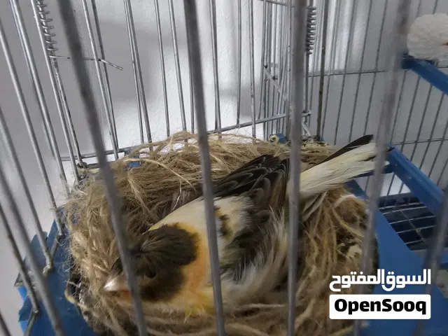 عصافير قولدن فينش وكناري