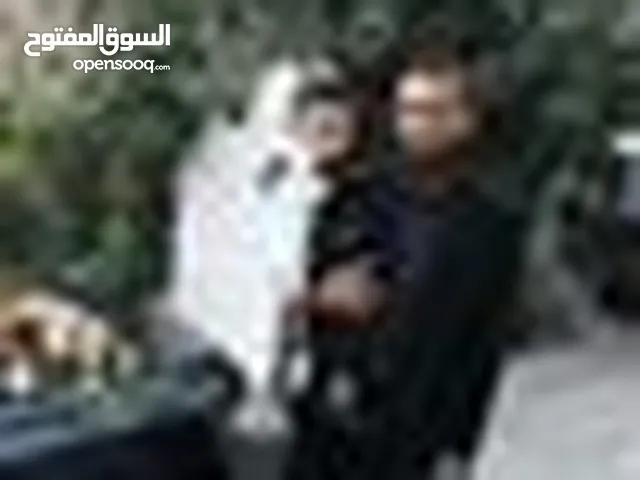 Mohammed Al-taweel