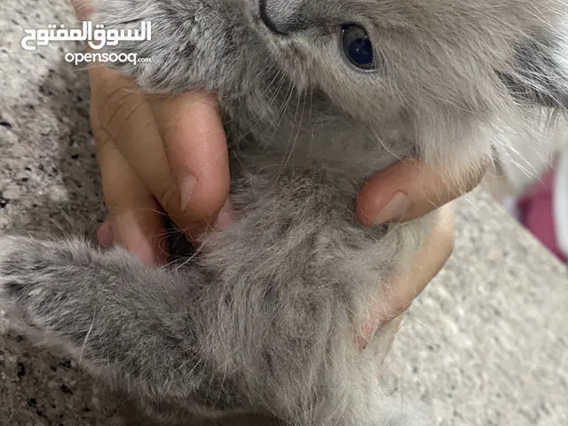 قطه للبيع النوع همالايا