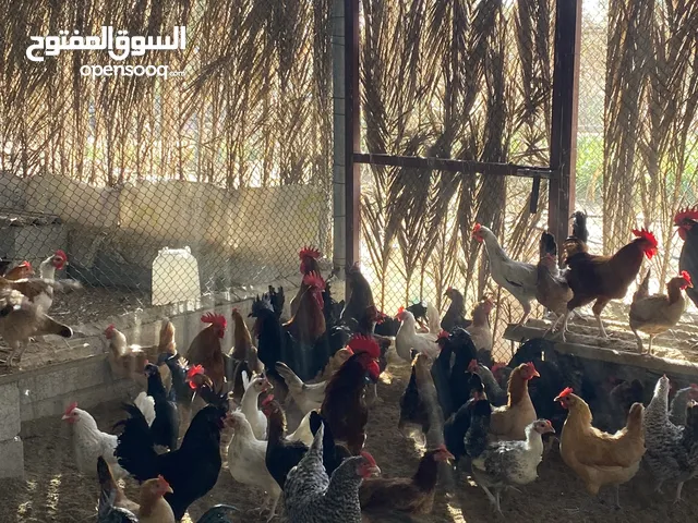 دجاج مكس فيومي وتركي وفرنسي