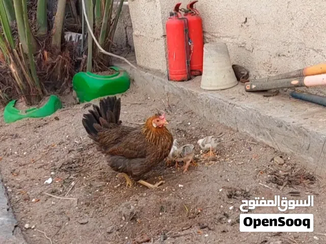 دجاج كويتي افرك للبيع