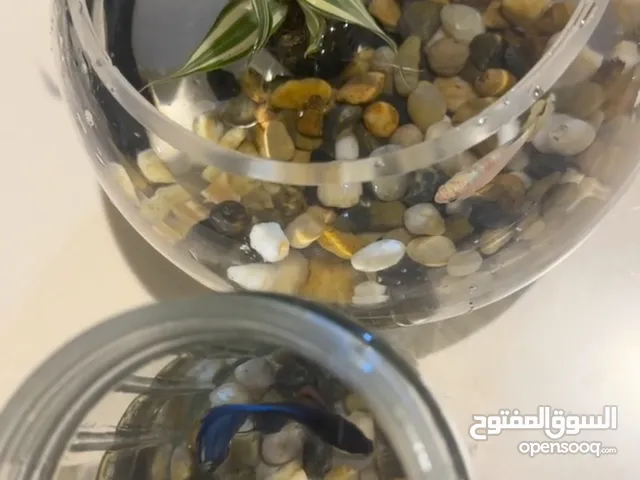 للبيع سمك سمك فايتر أنثى و ذكر الواحد 15دك