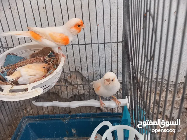 كنار موزييك احمر للبيع