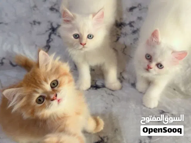 Pure Turkish angora