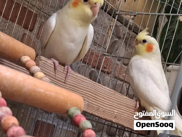 فراخ كوكتيل للبيع عمر شهرين