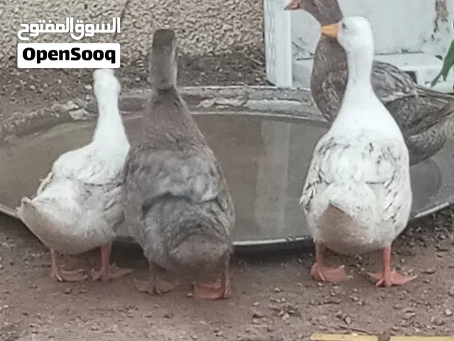 بط للبيع ....