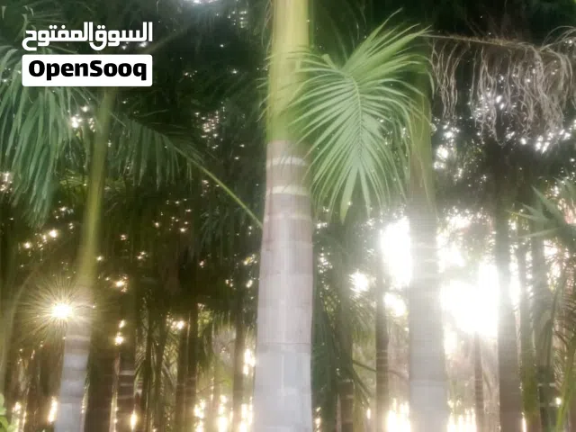 اكليل الندى للزراعه وتركيب شبكة رى