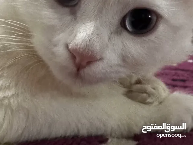 قط ذكر للتبني للضروره القصوى بالمفرق حي الشويكه القط رايق كتير و نضيف بس بدو حمام