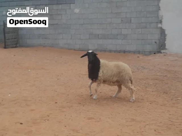 فطيمه وطنيه مشالله سلاله تبارك الله عمرها ف7شهور..