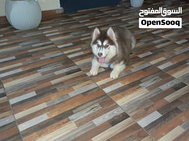 بنوته هسكي الاسكا للبيع عمر 8شهور