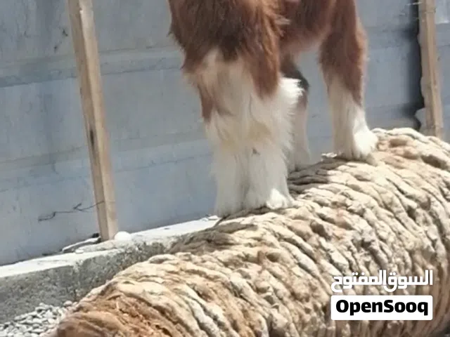 طقم صخله وجدي من حلال بني سعيد اللون الفاخر العمر 6 شهور سمنه فل فل
