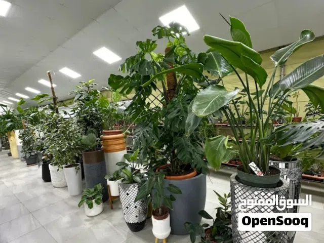 شتلات وازهار للبيع