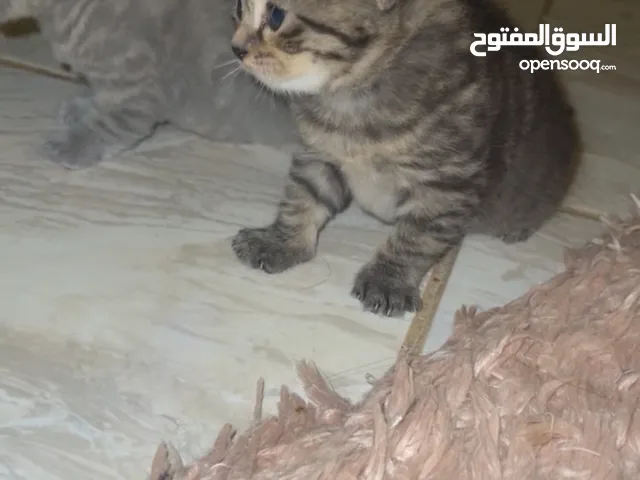 قطط مكس بين سكوتش فولد و بريتيش انتاج رائع