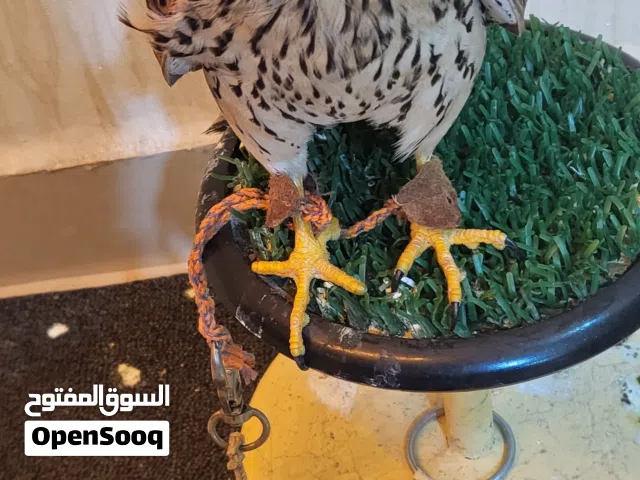 طير حميميج مدرب معى كل اغراضه بدون برقع