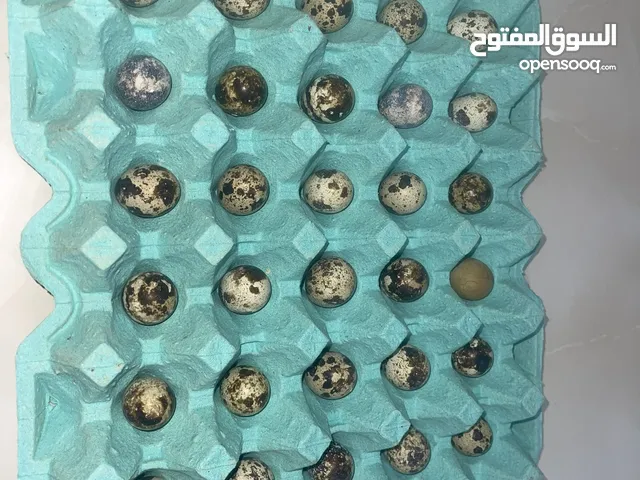 للبيع بيض سمان