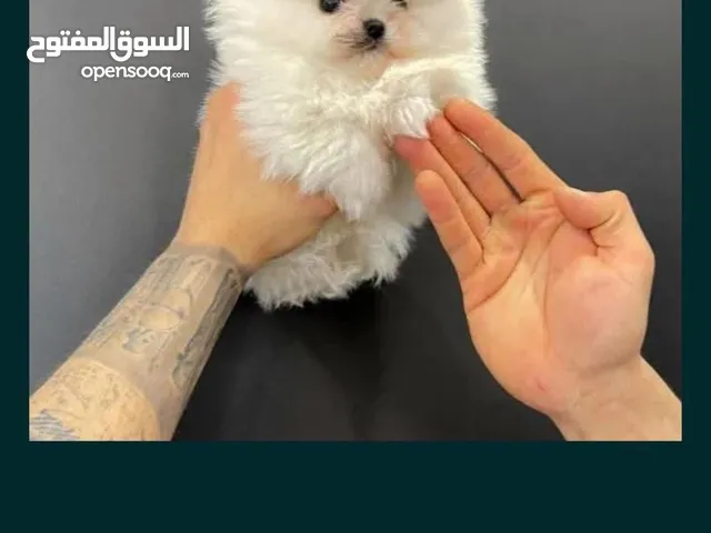 Pomeranian tea cub 2.5 moth old