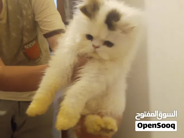 قطط بيرشن فان