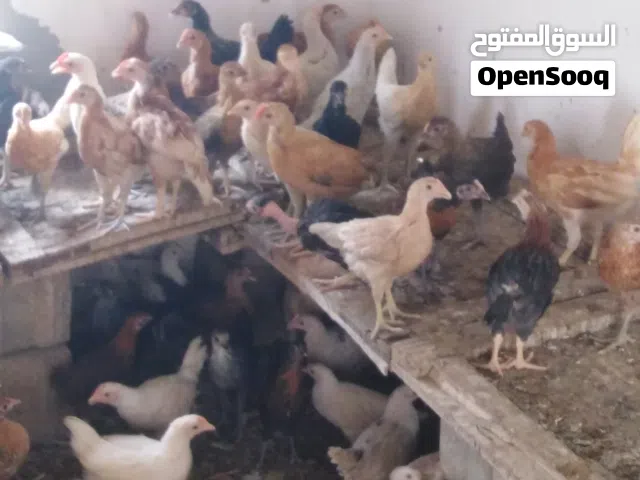دجاج للبيع جاهز للذبح