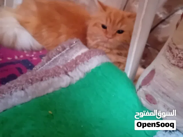 قطة شيرازي انثى