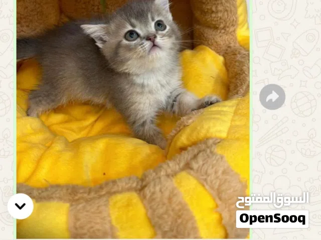 للبيع قطه انثى